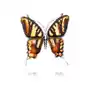 Broszka srebrna motyl z bursztynem Big Butterfly Breath, kolor pomarańczowy Sklep