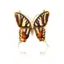 Lawaiia Broszka srebrna pozłacana motyl z bursztynem big butterfly breath Sklep