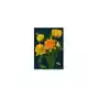 Karnet b6 z kopertą żółte tulipany Madame treacle Sklep