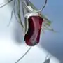 Nowoczesny naszyjnik srebrny wiśniowym bursztynem no 1, kolor czerwony Sklep