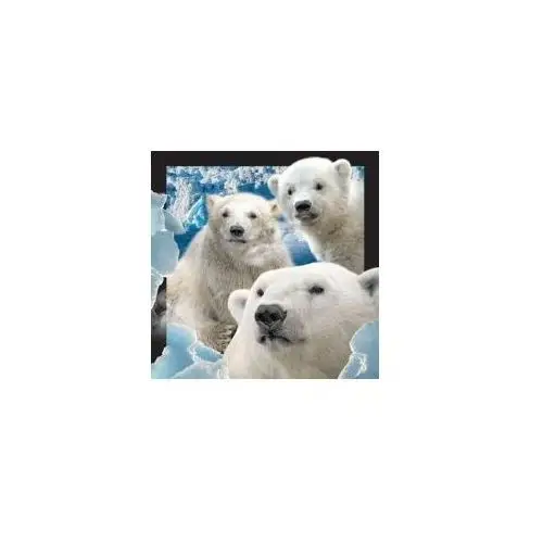Pocztówka 3D Niedźwiedzie polarne