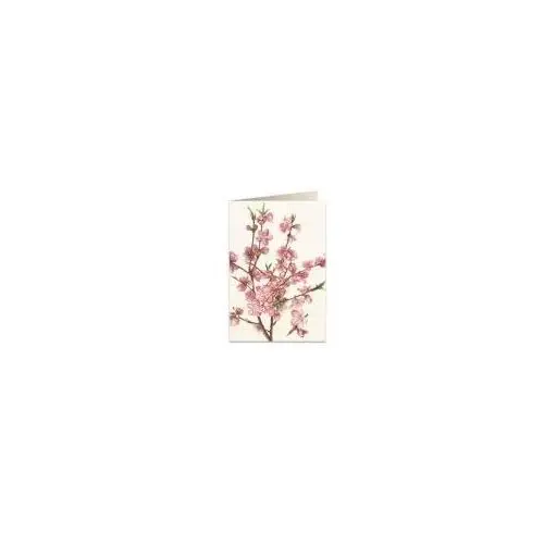 Tassotti Karnet b6 + koperta 5543 kwiat brzoskwini
