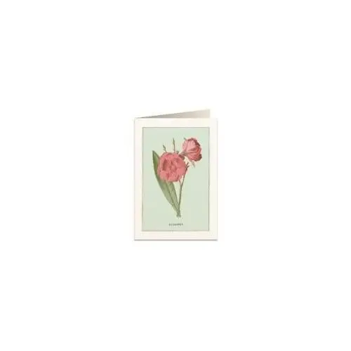 Tassotti karnet b6 + koperta 6023 oleander